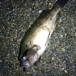 ヤリイカ狙い！