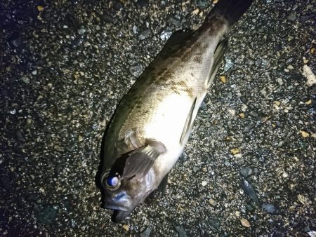 ヤリイカ狙い！