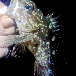 メバル 初めてのウキ釣り