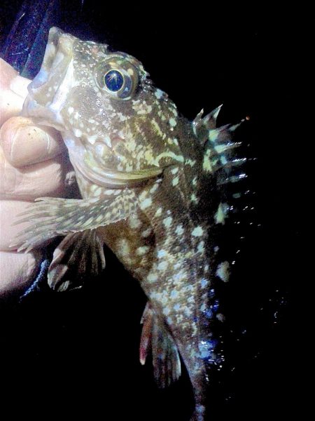 メバル 初めてのウキ釣り