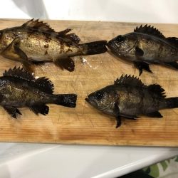 夜釣りでメバリング