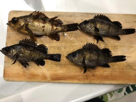 夜釣りでメバリング