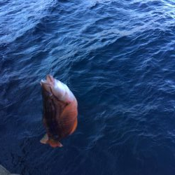 牟岐大島「巨人」でグレ