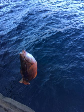 牟岐大島「巨人」でグレ