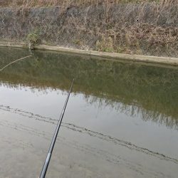 赤根川・オイカワ釣り