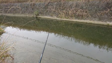 赤根川・オイカワ釣り