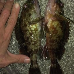 初釣りもガシラ