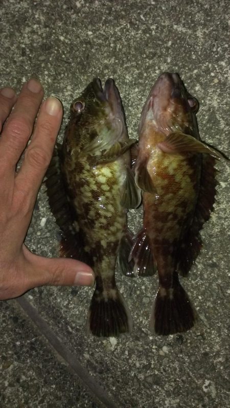 初釣りもガシラ