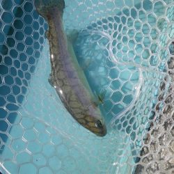 プール　さいたま水上公園