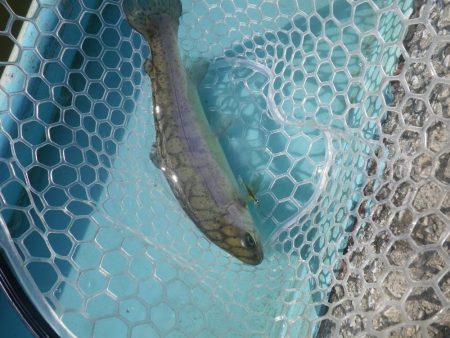 プール　さいたま水上公園