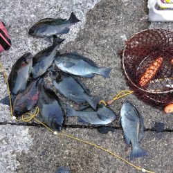 グレ釣れてます・・・