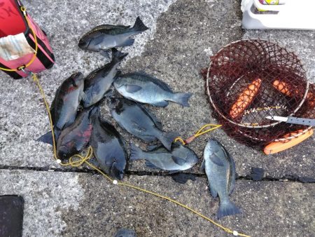 グレ釣れてます・・・