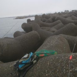 カレイ狙いでしたが、釣れませんでした。