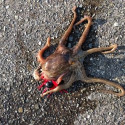 ちょっとタコ釣り