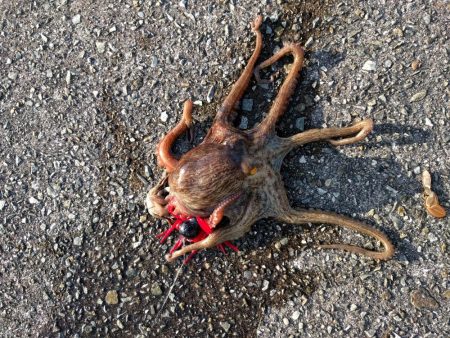 ちょっとタコ釣り