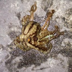 メバル苦戦ガシラ絶好調