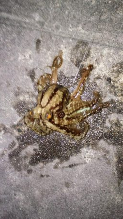 メバル苦戦ガシラ絶好調