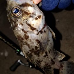 癒やしを求めて‼