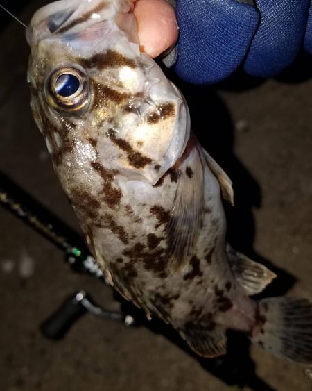 癒やしを求めて‼