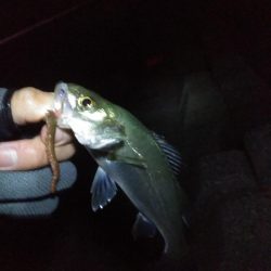 冬になってきました…