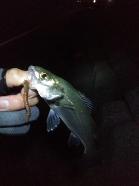 冬になってきました…