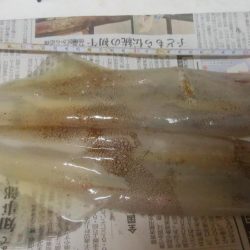 ヤリイカ 胴長32センチ!!