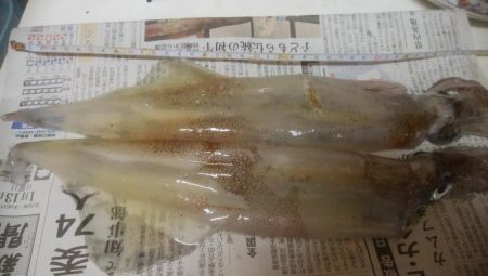 ヤリイカ 胴長32センチ!!