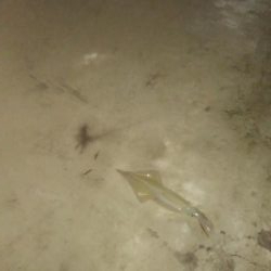 ヤリイカ胴長36センチ！！