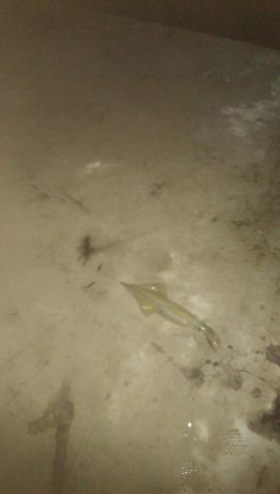 ヤリイカ胴長36センチ！！