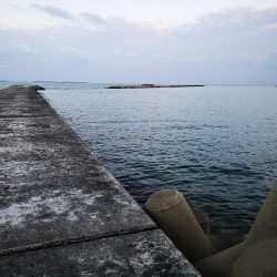 夕マズメ　三種混合