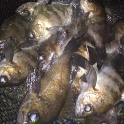 メバル☆MEBARU☆メバル