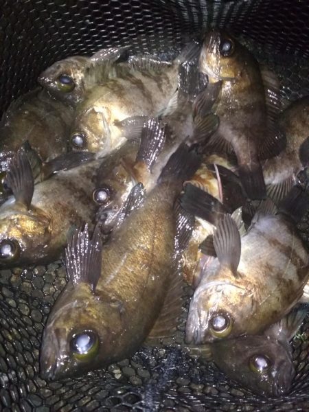 メバル☆MEBARU☆メバル