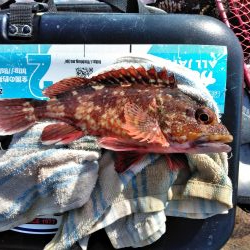 グレ・石鯛・チヌ祭り始まる・・