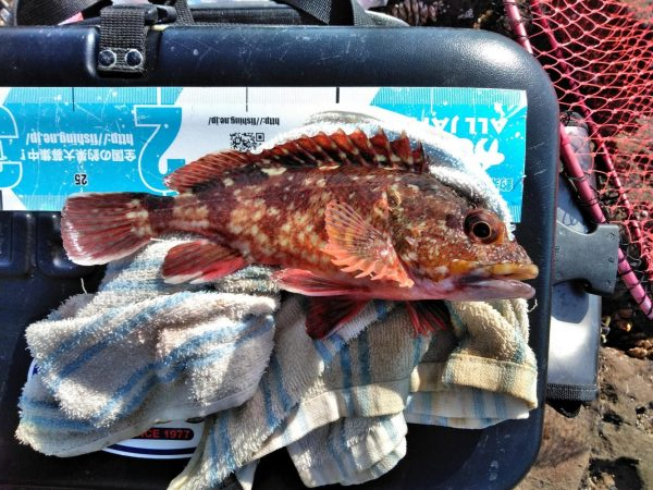 グレ・石鯛・チヌ祭り始まる・・