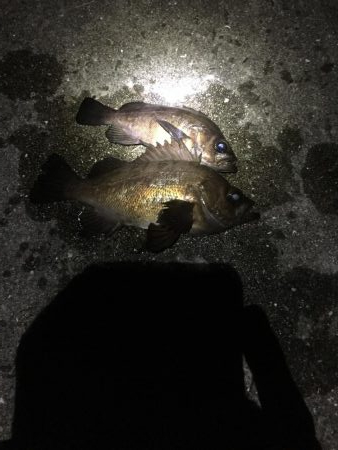 タルイチ通しでメバリング