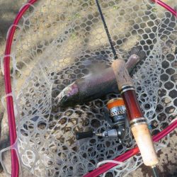 久々の管釣りで美味しいトラウトをゲット!