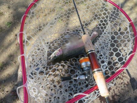 久々の管釣りで美味しいトラウトをゲット！