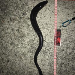 成人違うけど休み