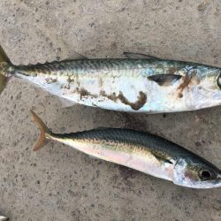 サビキで小サバ37㎝