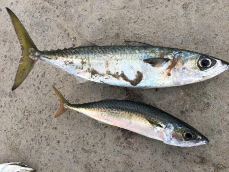 サビキで小サバ37㎝