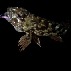 久しぶりのサーフで連発っメバリング!