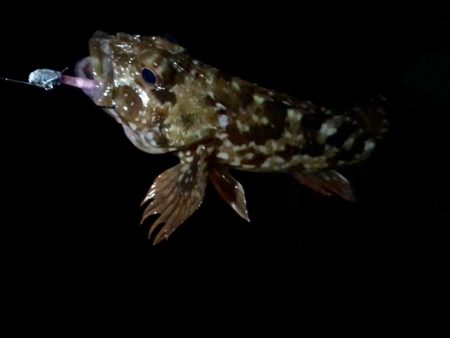 久しぶりのサーフで連発っメバリング!