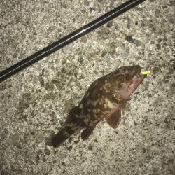 メバル・ガシラ