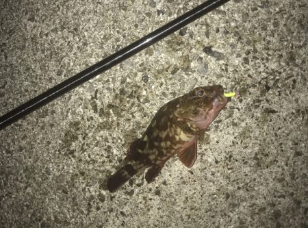 メバル・ガシラ