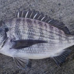 フカセがいいっ!