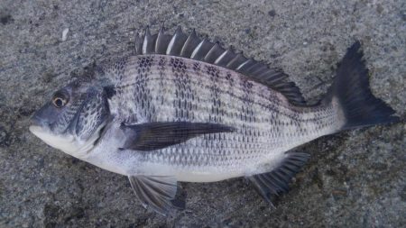 フカセがいいっ!