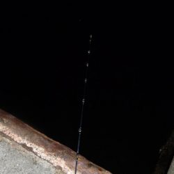 久しぶりのアナゴ釣り