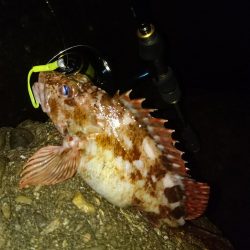 食品コンビナート ガシリング