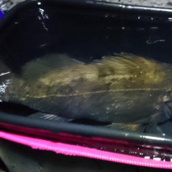 2019年初フィッシュと自己新記録