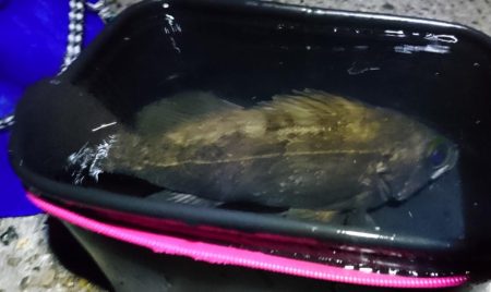 2019年初フィッシュと自己新記録